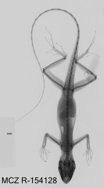 Media type: image;   Herpetology R-154128 Aspect: dorsoventral x-ray